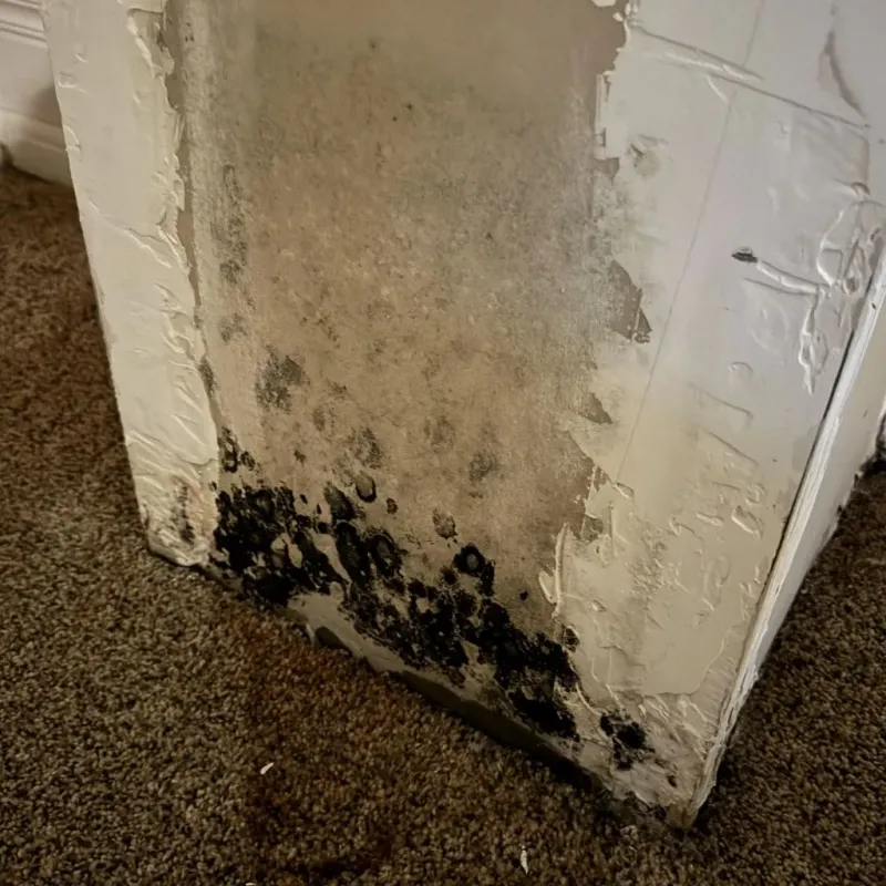 Professional Mold Removal in Marion, OH